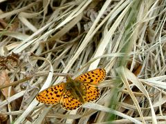 4 Pearl Bordered Fritillary